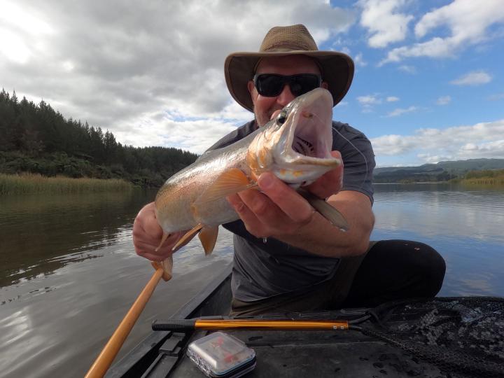 Water boatman in the mouth of a rainbow trout