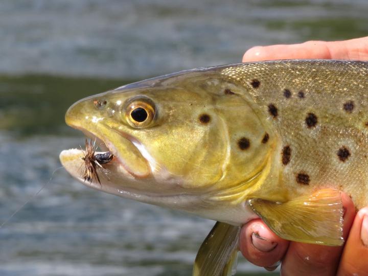 Brown on an Adams Humpy Dry Fly