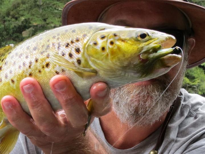 Brown Trout on an Olive Zonker