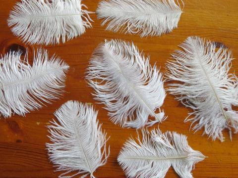 White Ostrich Feather Drabs