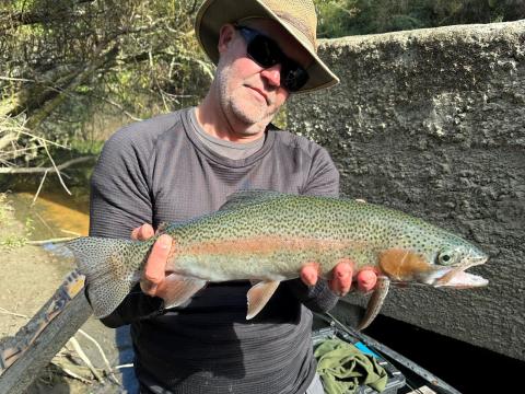 Rainbow on a Dad's Favorite Dry Fly