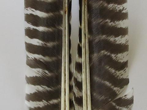 Paired Turkey Primary Wing Feathers